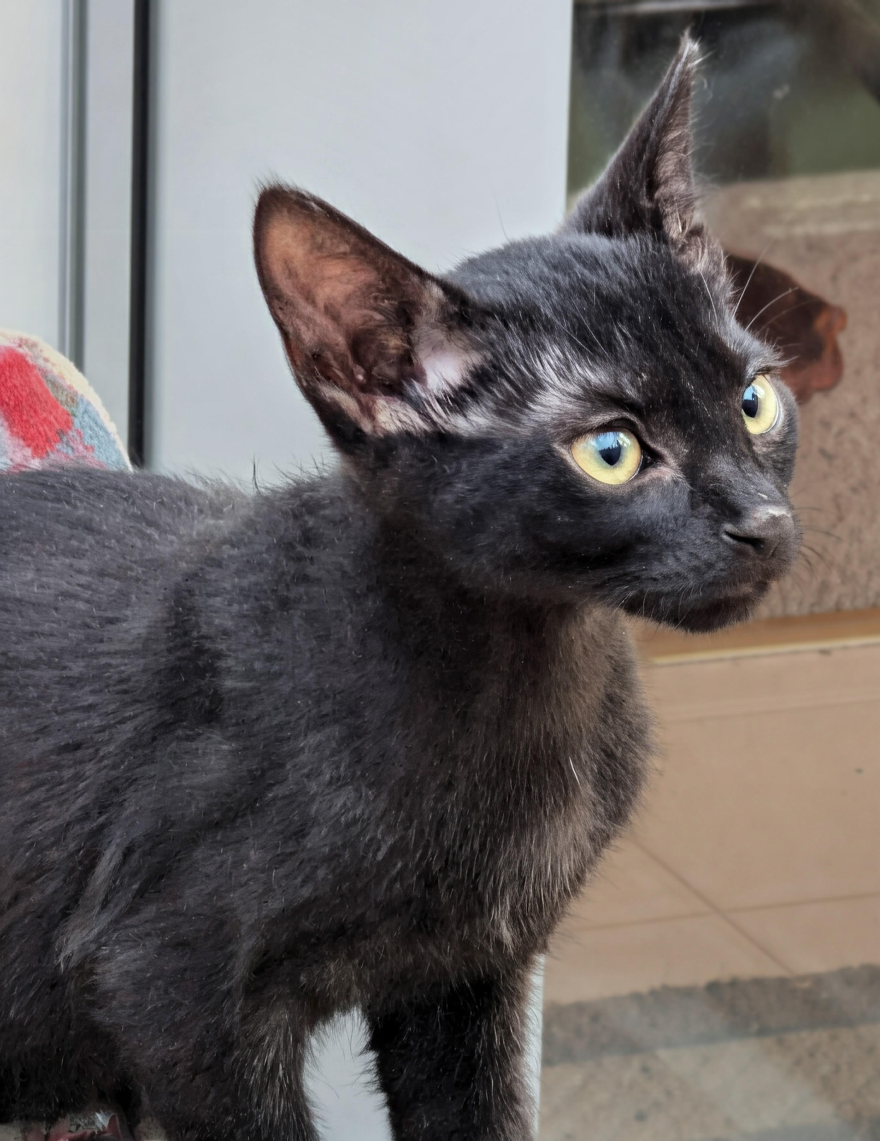 Eden & Eddy *Bonded Pair*