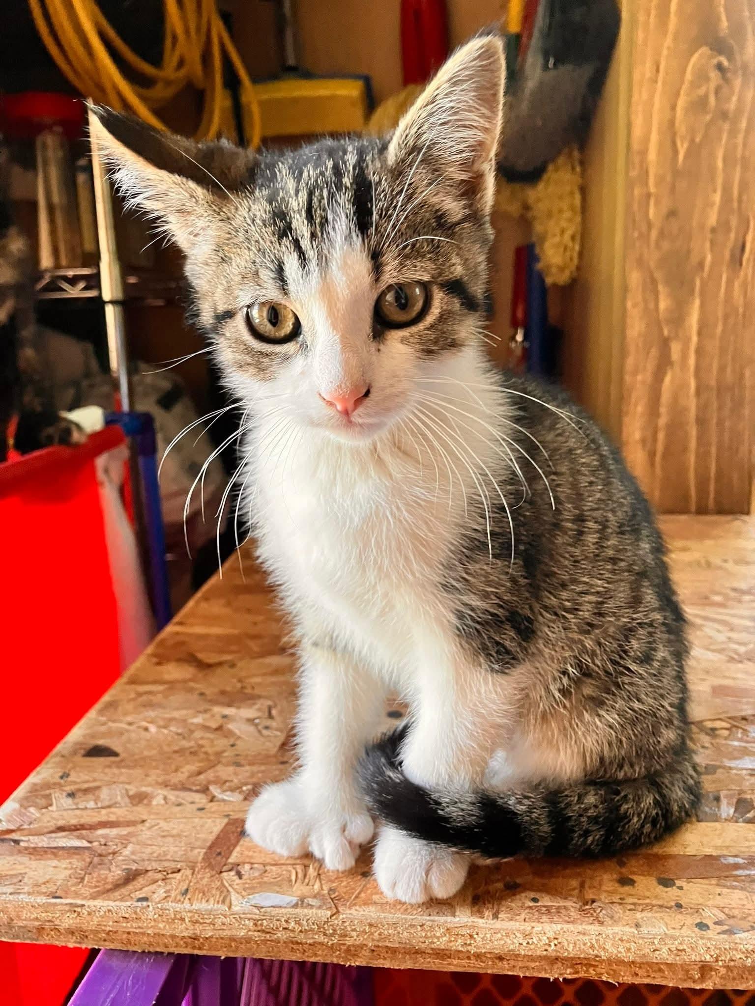 Rue, a ADOPTABLE Domestic Short Hair in Raritan, NJ image 1/3
