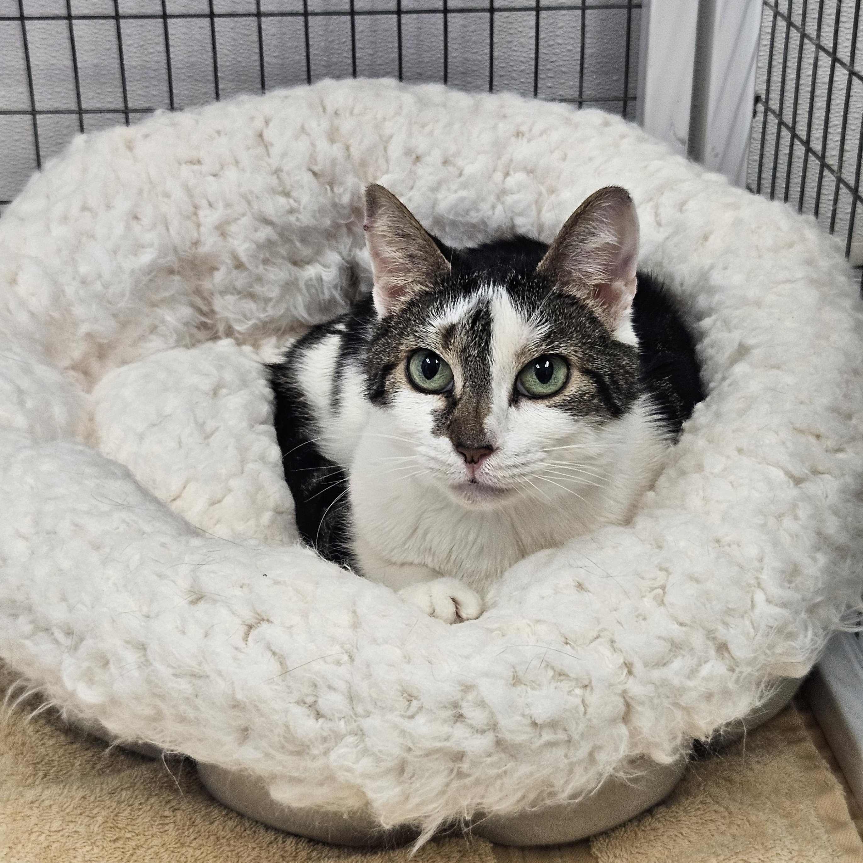 Enlarge Callie & Lelu, a ADOPTABLE Domestic Short Hair in Medfield, MA image 2/2