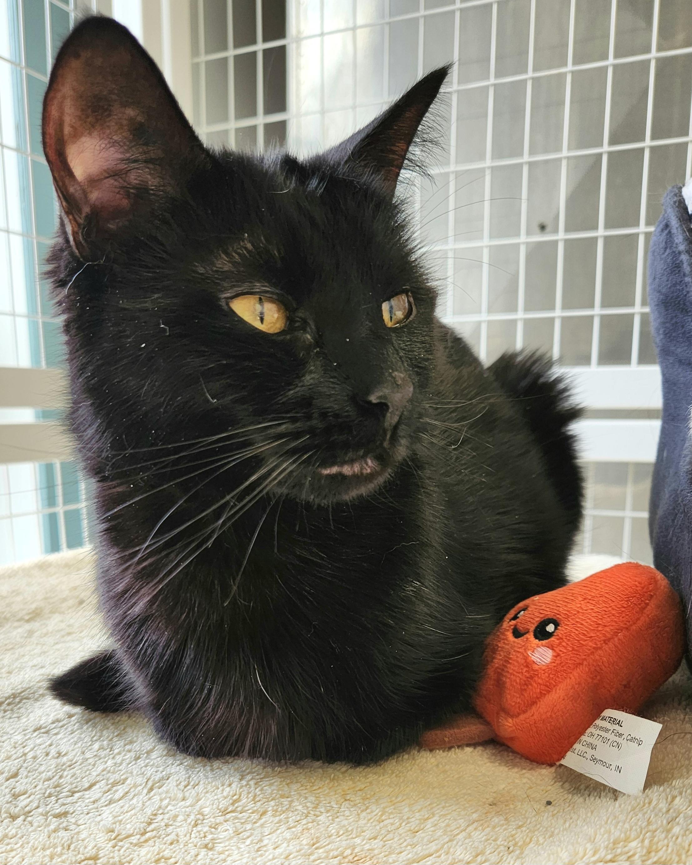 Callie & Lelu - Adopted | Petfinder