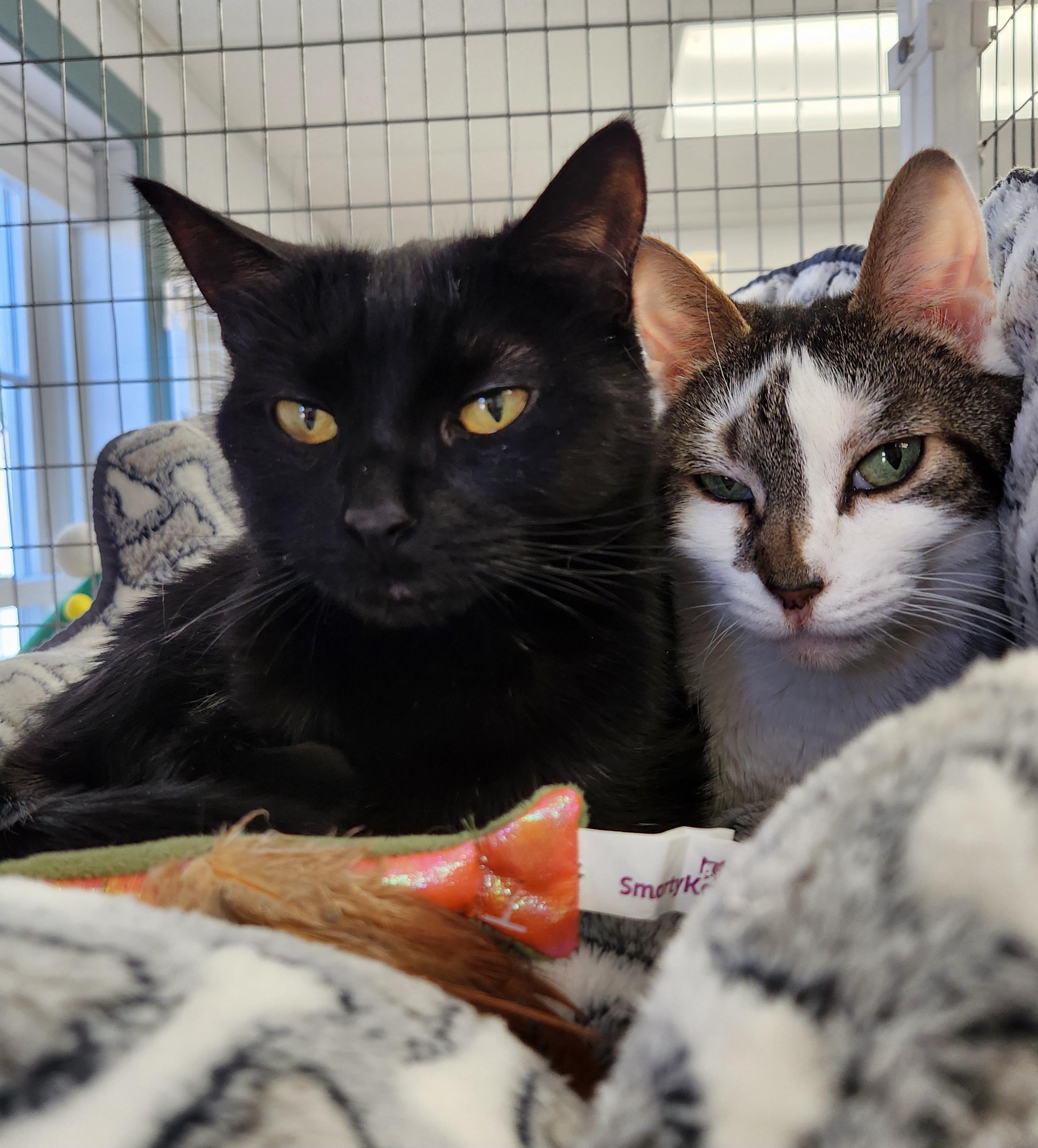 Enlarge Callie & Lelu, a ADOPTABLE Domestic Short Hair in Medfield, MA image 1/2