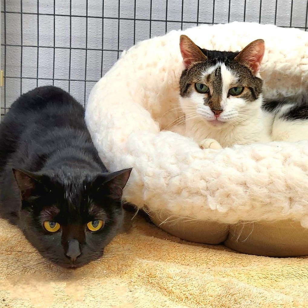 Callie & Lelu, ADOPTABLE, Adult Female Domestic Short Hair.