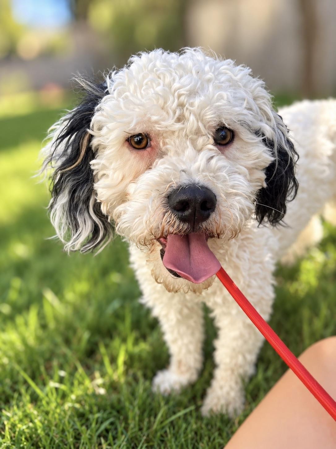 Enlarge Bob, a Adoptable mixed breed in Corona Del Mar, CA image 2/2