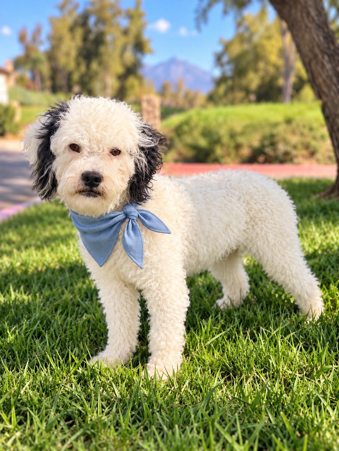 Bob, Adoptable, Young Male Miniature Poodle & Shih Tzu.