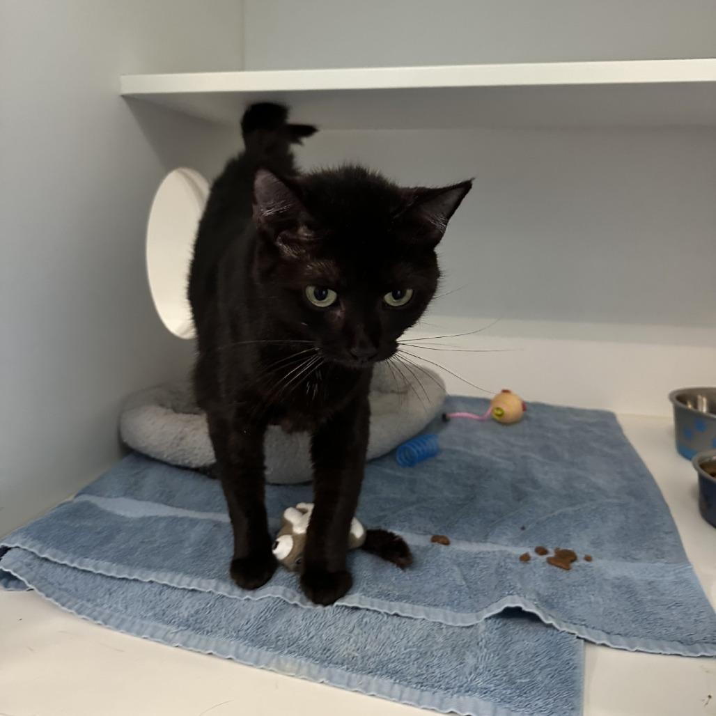 Haskell, a Adoptable Domestic Short Hair in Greensboro, NC image 1/6