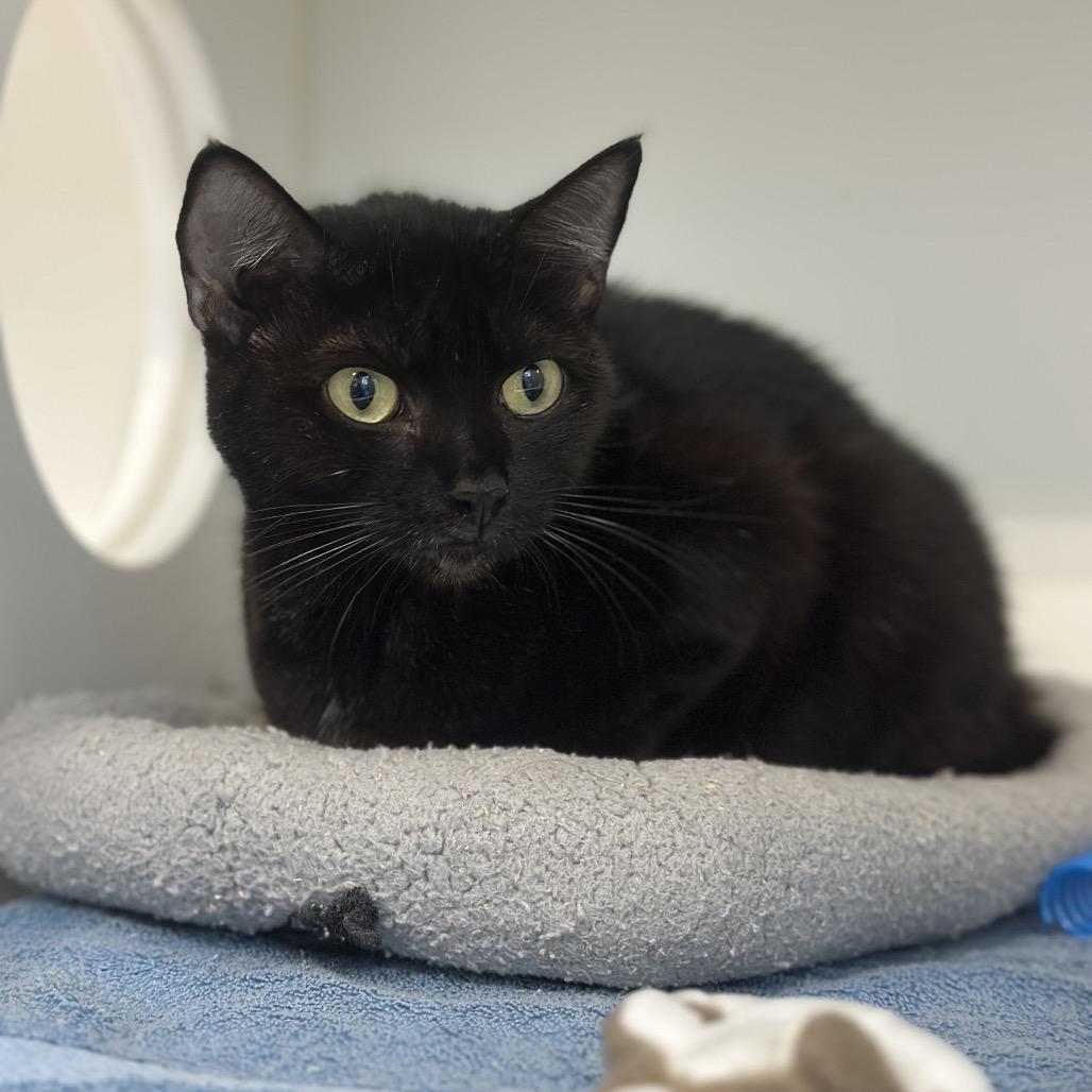 Haskell, a Adoptable Domestic Short Hair in Greensboro, NC image 2/6
