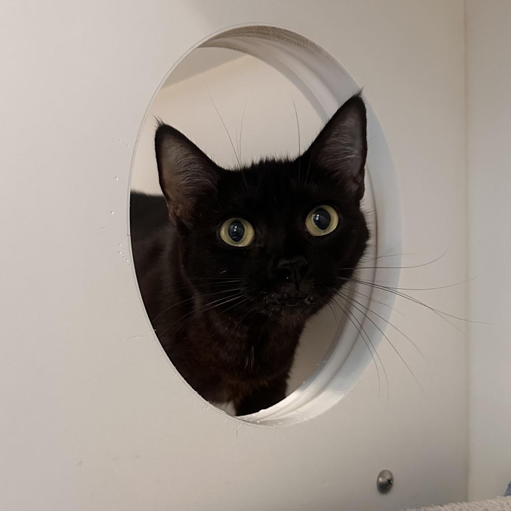 Haskell, a Adoptable Domestic Short Hair in Greensboro, NC image 3/6