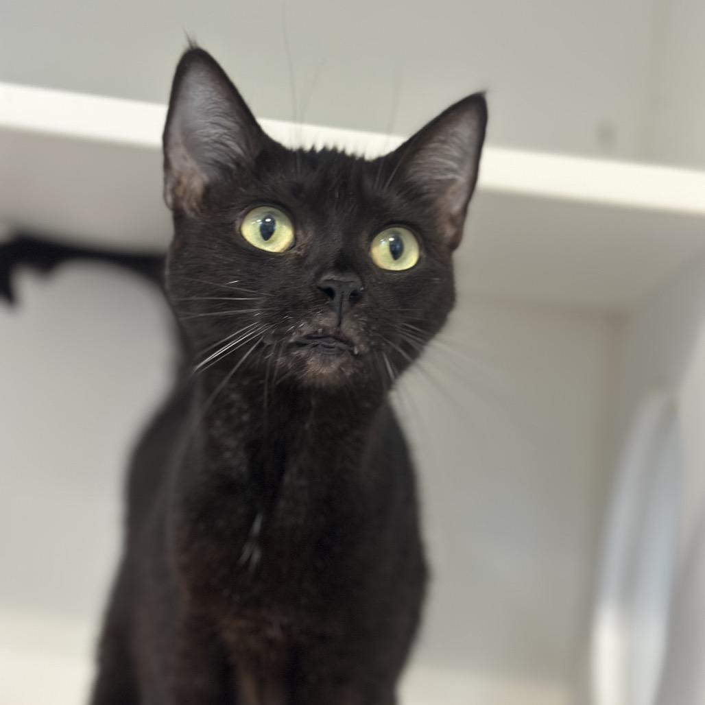 Haskell, a Adoptable Domestic Short Hair in Greensboro, NC image 4/6