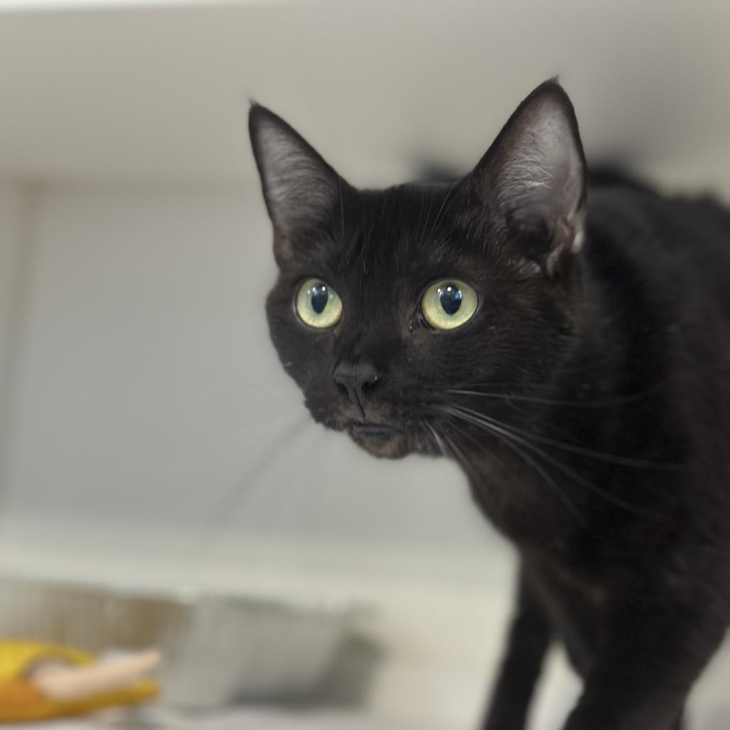 Haskell, a Adoptable Domestic Short Hair in Greensboro, NC image 5/6