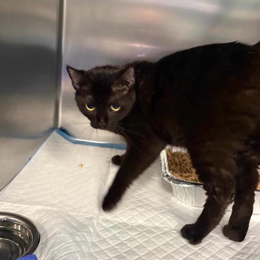 Haskell, a Adoptable Domestic Short Hair in Greensboro, NC image 6/6