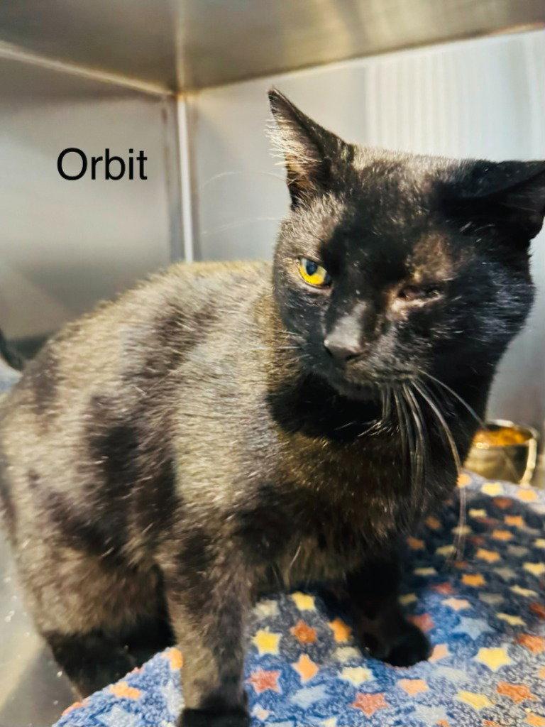 Orbit, Adoptable, Adult Male Domestic Short Hair.