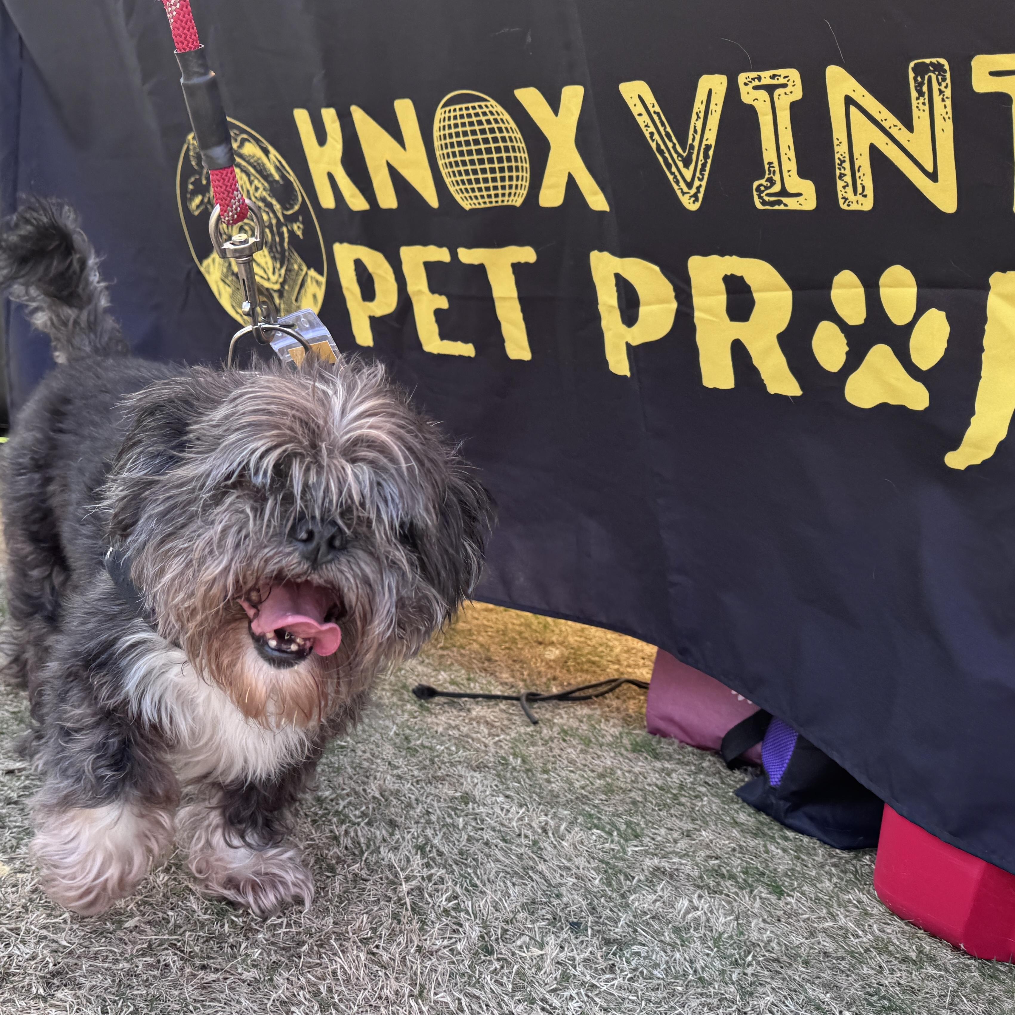 Enlarge Ziggy, a Adoptable mixed breed in Knoxville, TN image 1/6