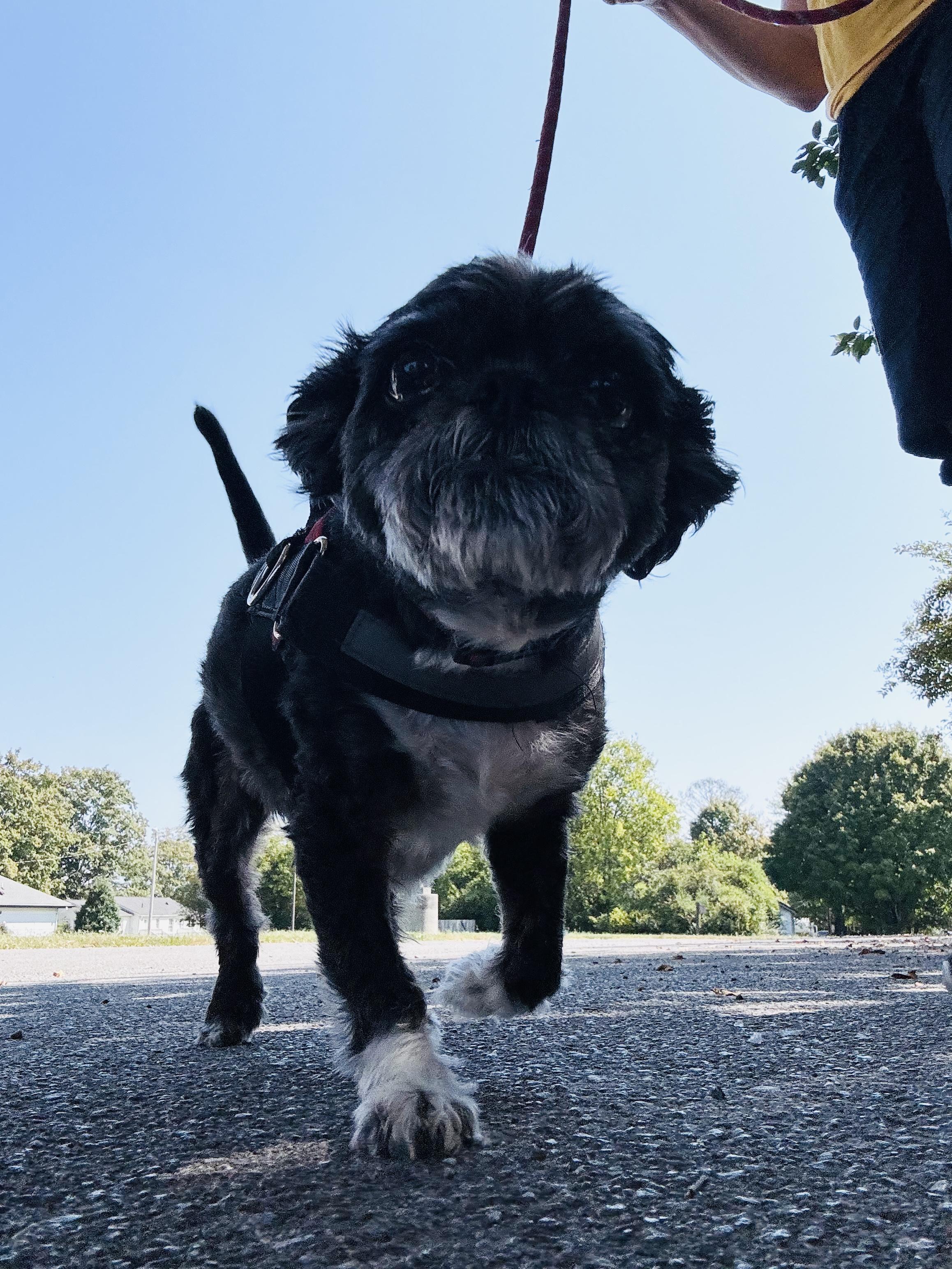 Enlarge Ziggy, a Adoptable mixed breed in Knoxville, TN image 6/6