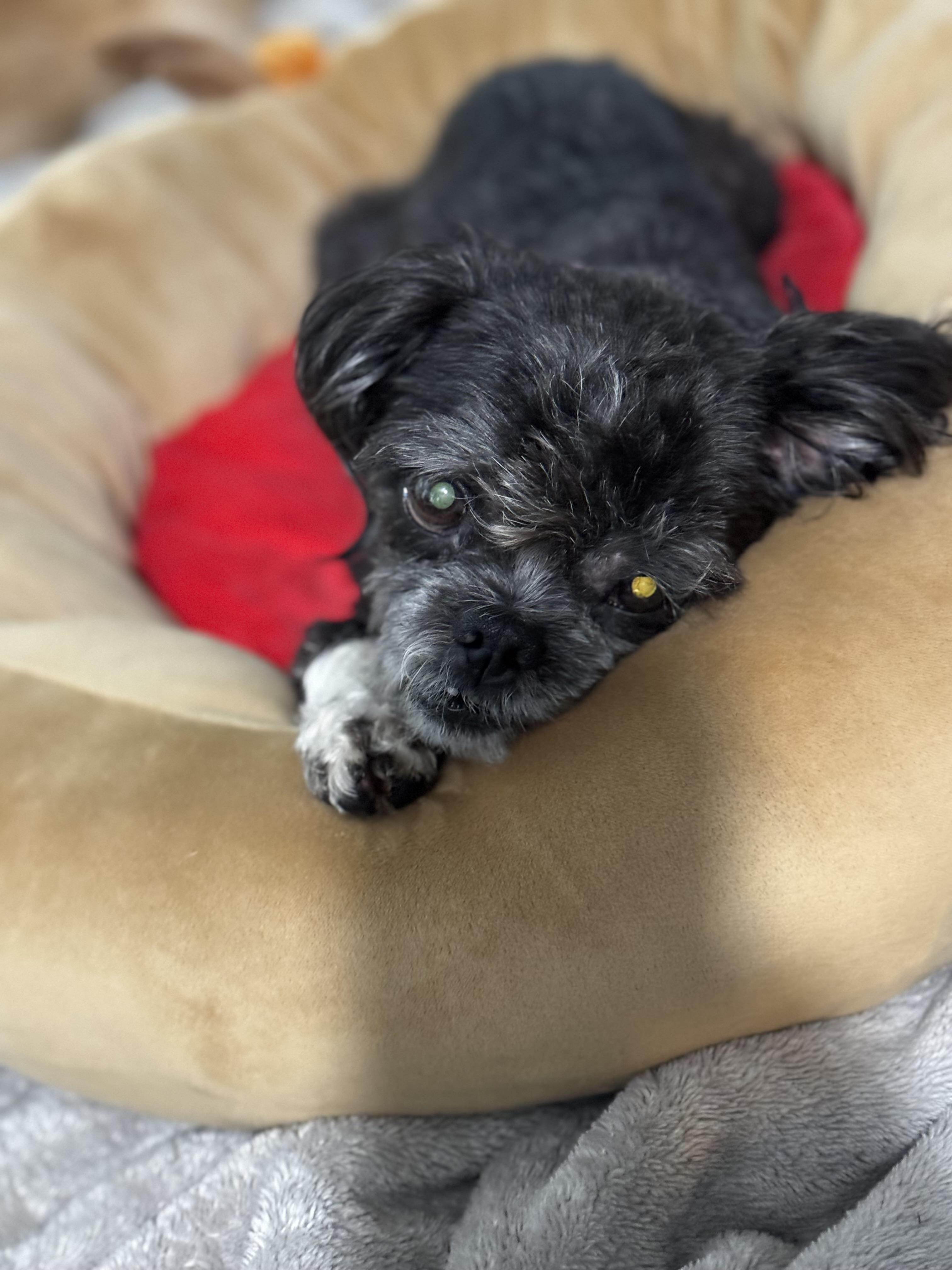 Enlarge Ziggy, a Adoptable mixed breed in Knoxville, TN image 5/6