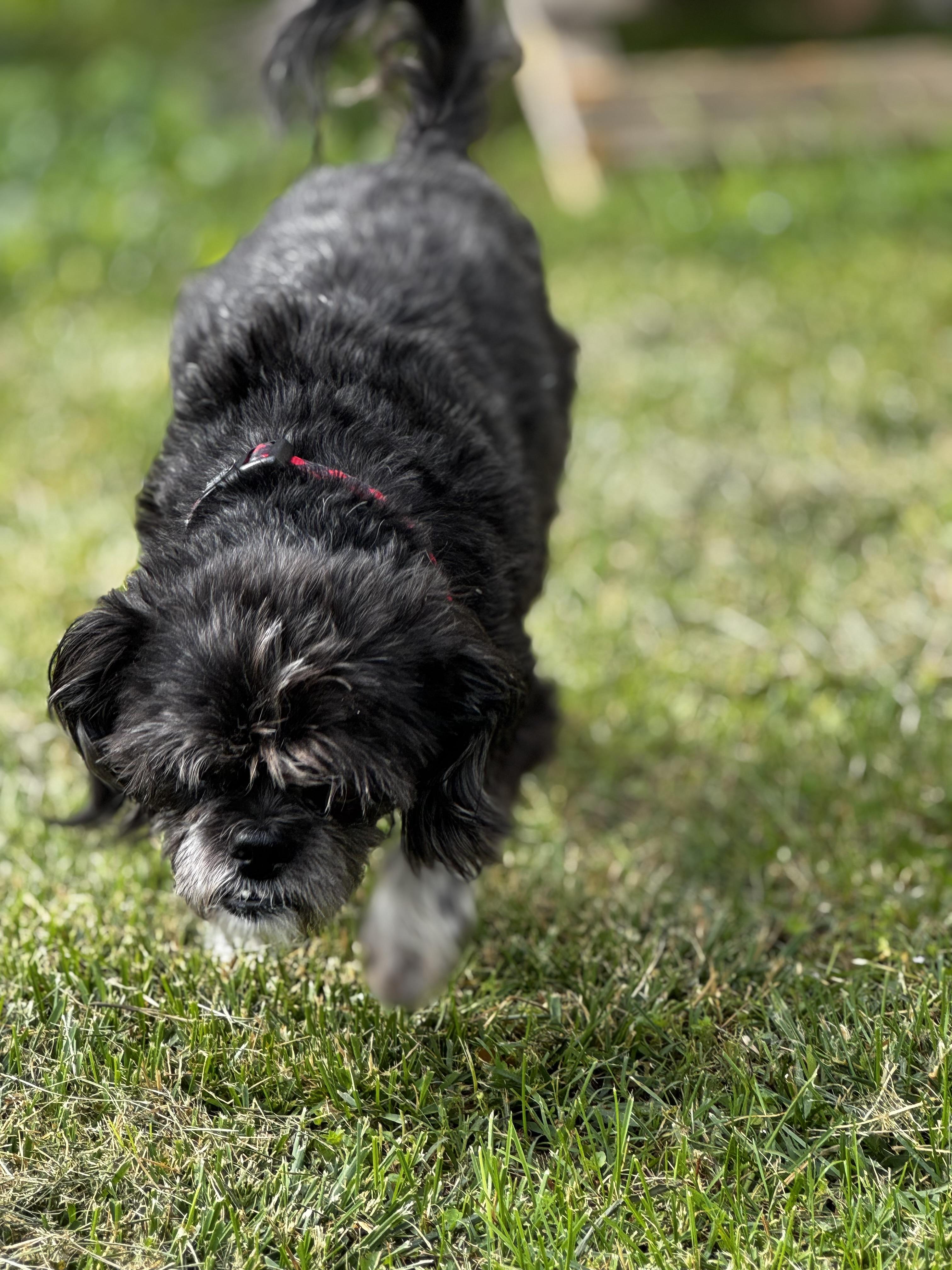Enlarge Ziggy, a Adoptable mixed breed in Knoxville, TN image 4/6