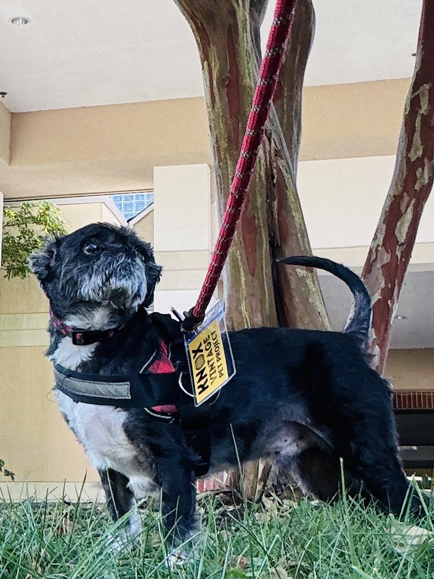 Ziggy, Adoptable, Senior Male Shih Tzu.