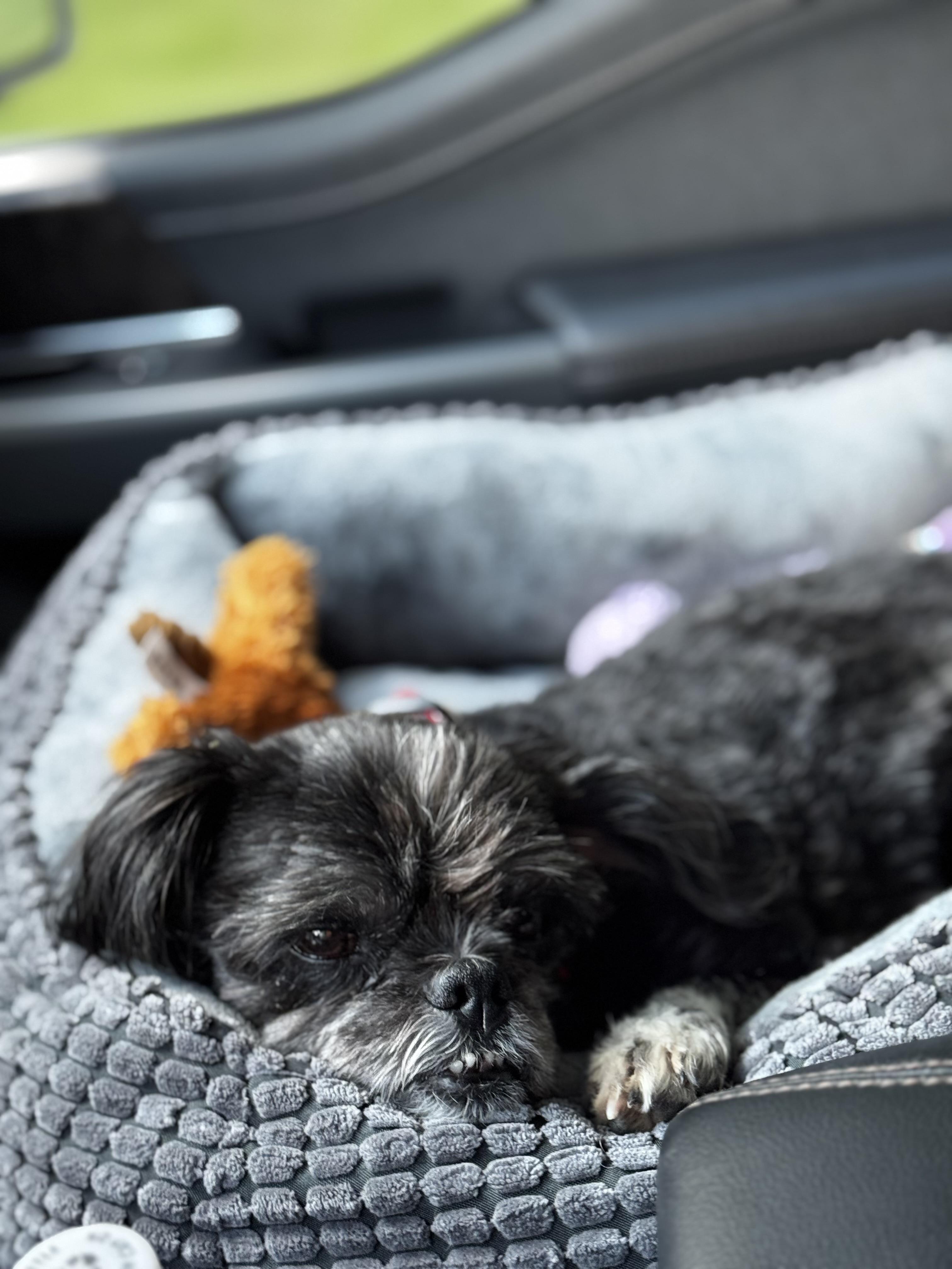 Enlarge Ziggy, a Adoptable mixed breed in Knoxville, TN image 6/6