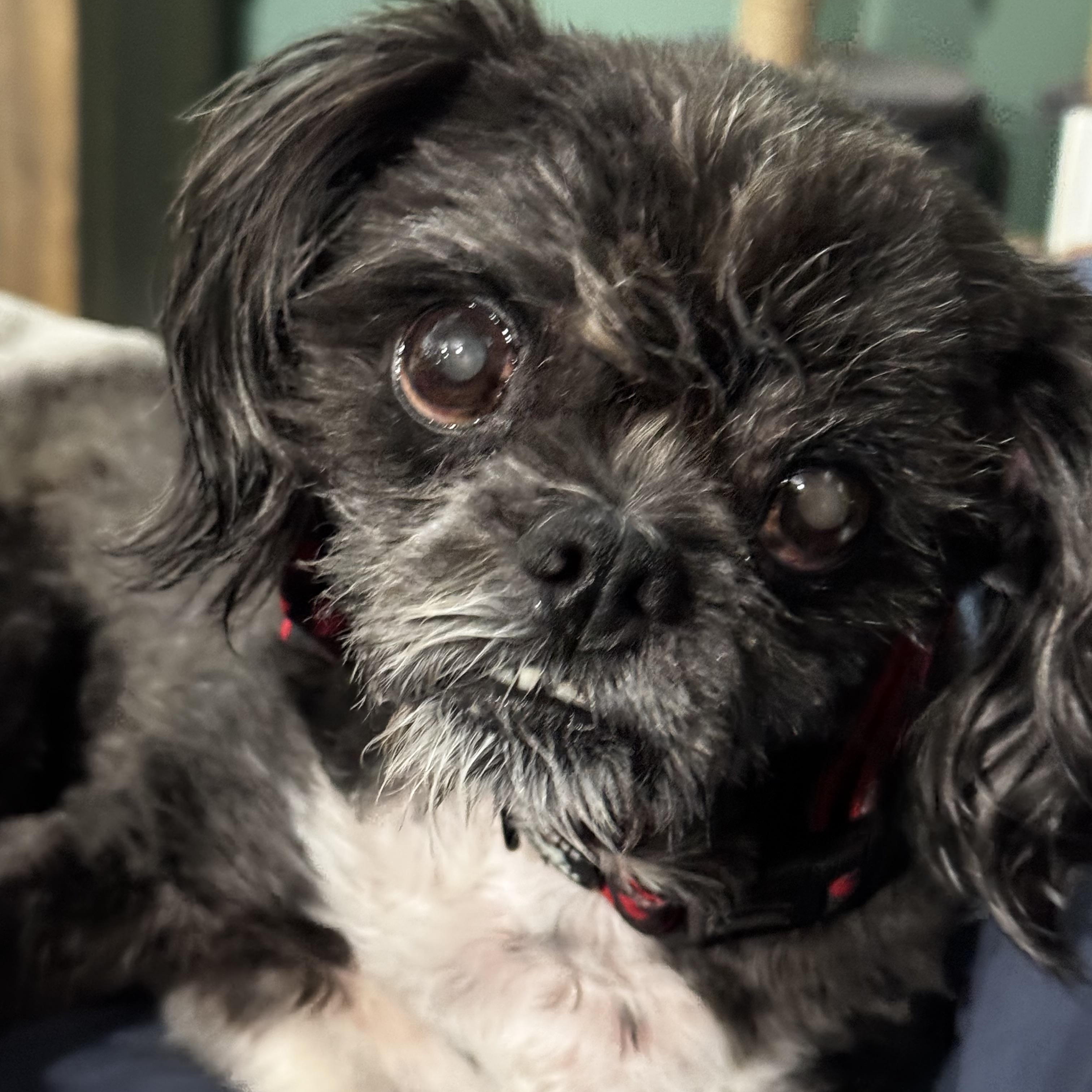 Ziggy, Adoptable, Senior Male Shih Tzu.