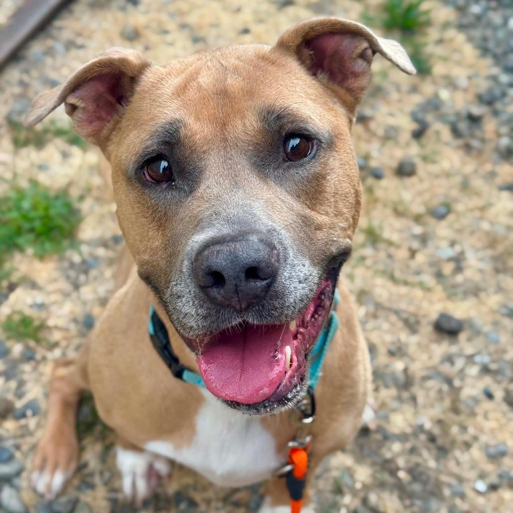 Peanut, Adoptable, Adult Male Pit Bull Terrier.