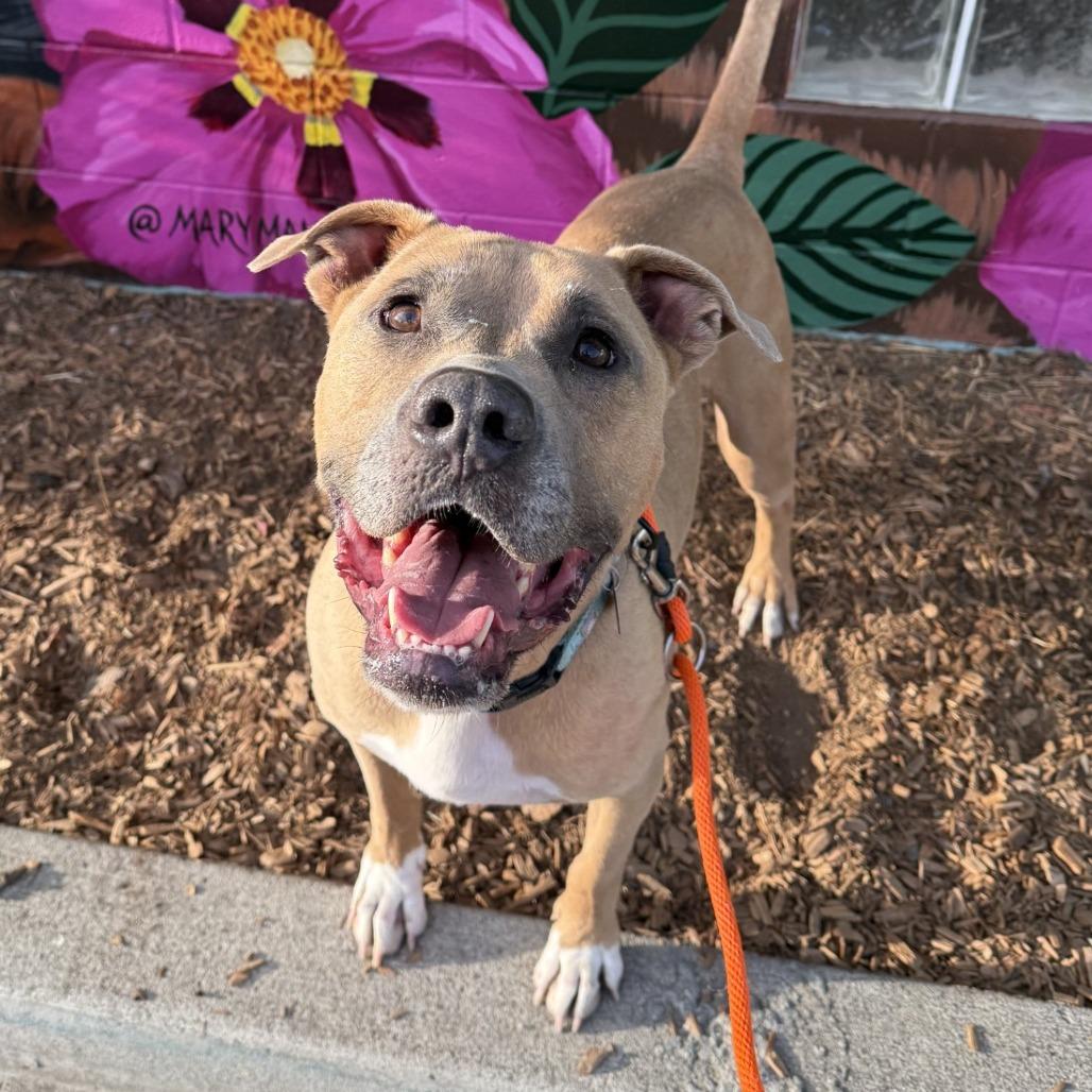 Peanut, a Adoptable Pit Bull Terrier in Tacoma, WA image 2/4
