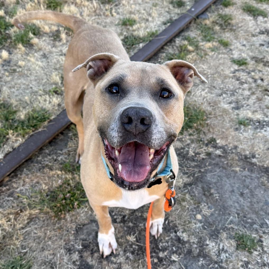 Peanut, Adoptable, Adult Male Pit Bull Terrier.