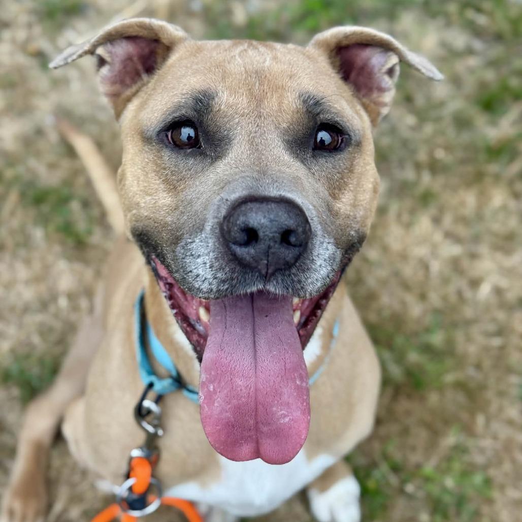 Peanut, a Adoptable Pit Bull Terrier in Tacoma, WA image 2/2
