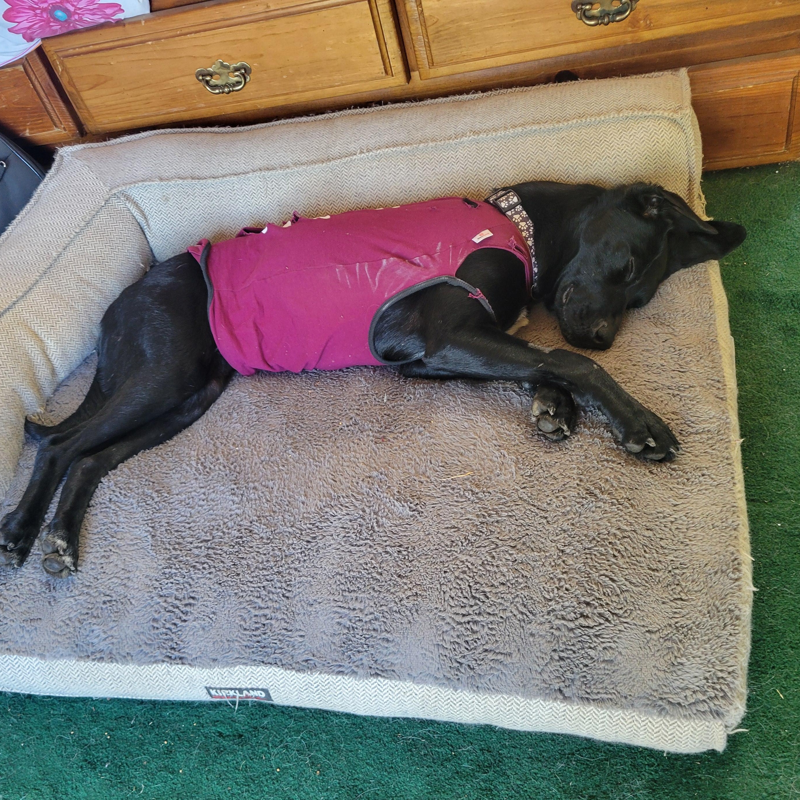 Enlarge Emmie, a ADOPTABLE mixed breed in San Francisco, CA image 3/3