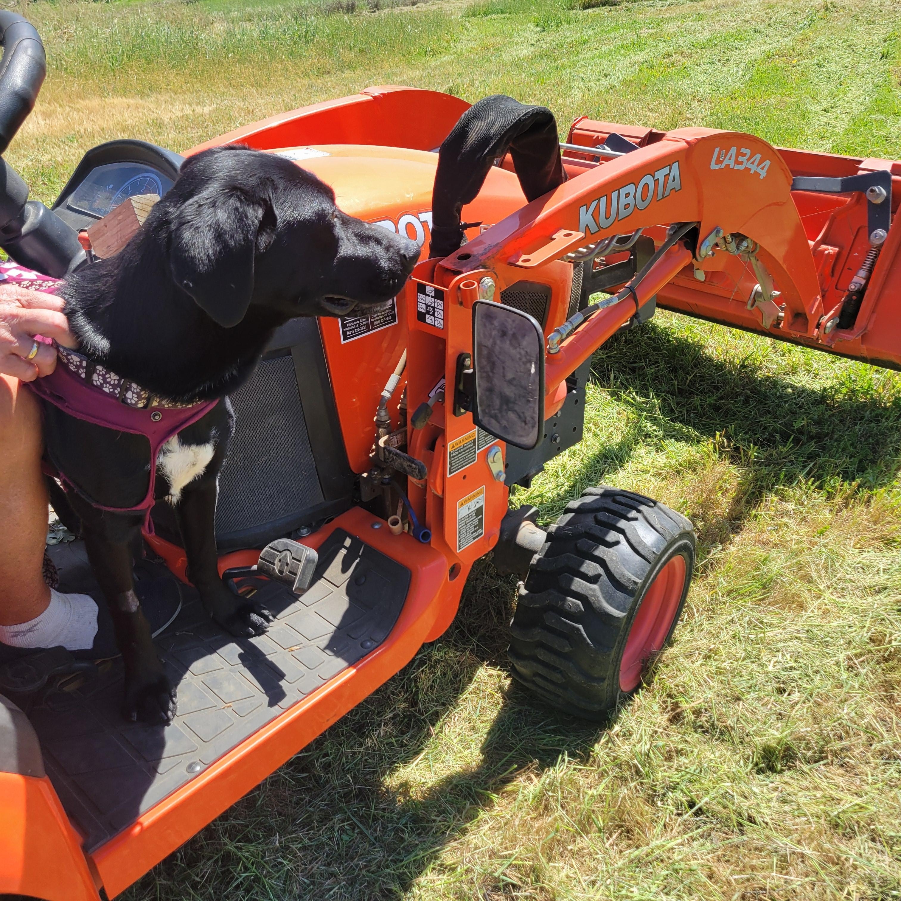 Enlarge Emmie, a ADOPTABLE mixed breed in San Francisco, CA image 2/3