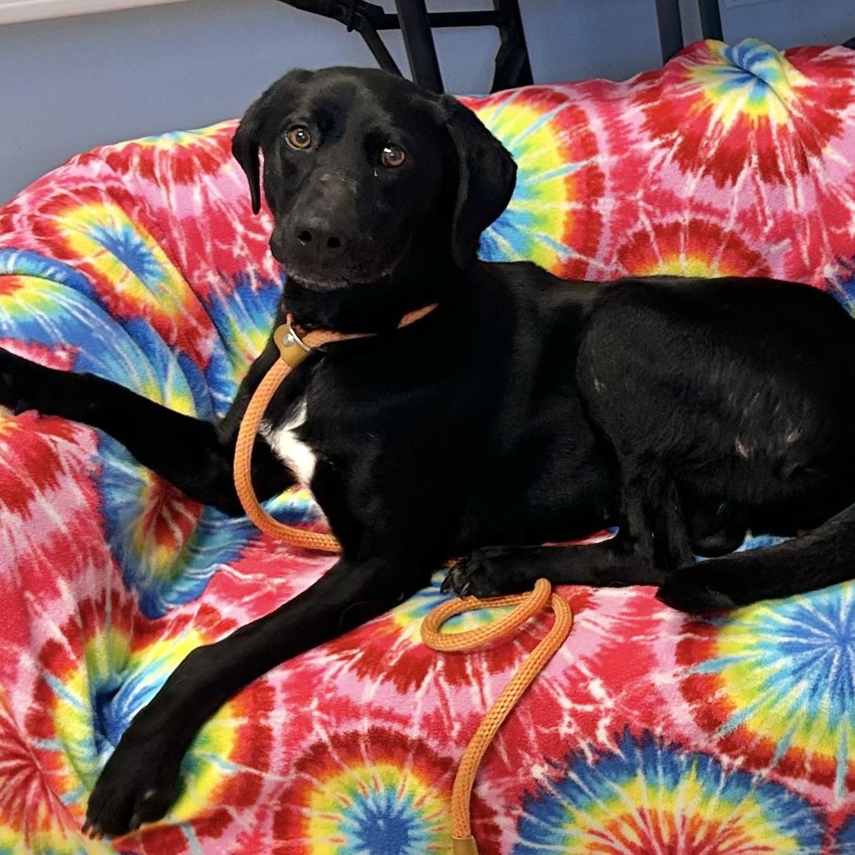 Emmie, ADOPTABLE, Young Female Labrador Retriever.