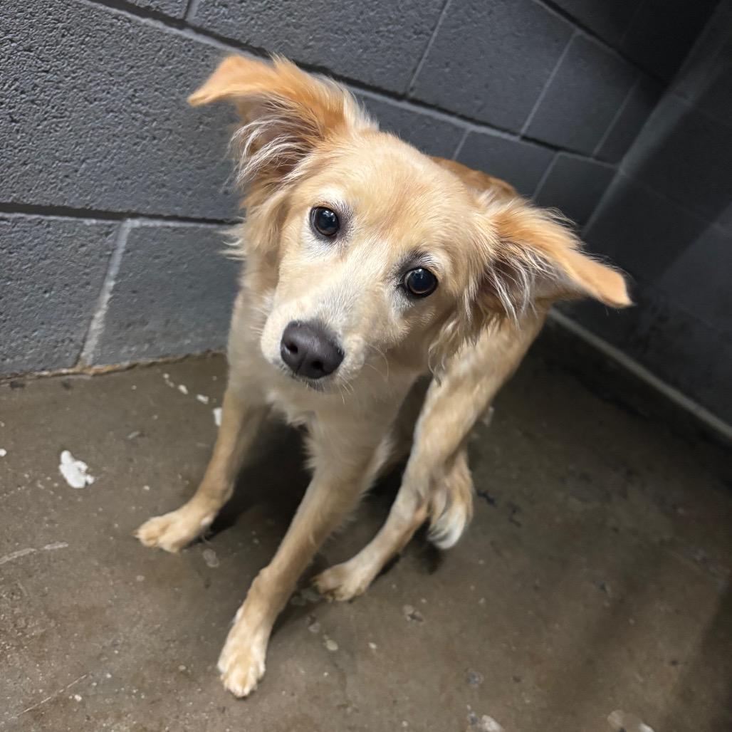 Enlarge Gremlin, a Adoptable Mixed Breed in Corbin, KY image 1/4