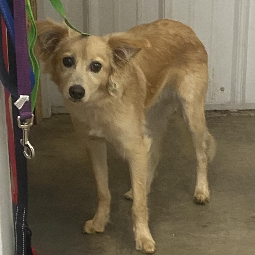 Enlarge Gremlin, a Adoptable Mixed Breed in Corbin, KY image 2/4
