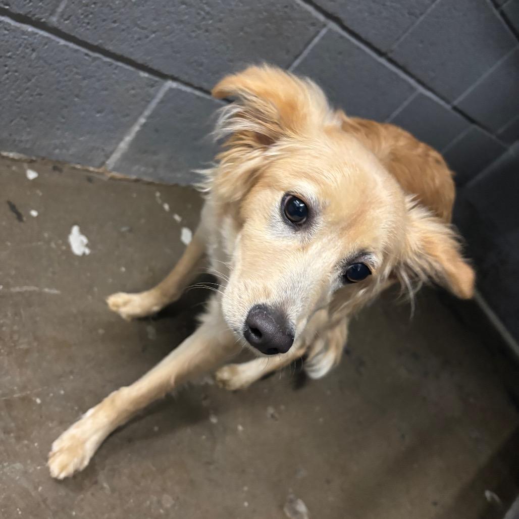 Enlarge Gremlin, a Adoptable Mixed Breed in Corbin, KY image 3/4