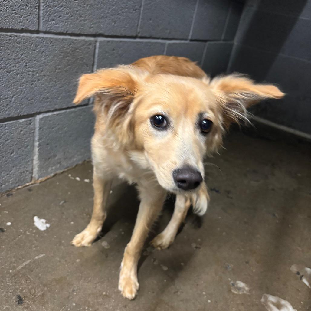 Enlarge Gremlin, a Adoptable Mixed Breed in Corbin, KY image 4/4