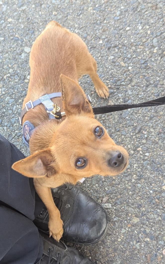 TUNA, Adoptable, Adult Female Chihuahua.