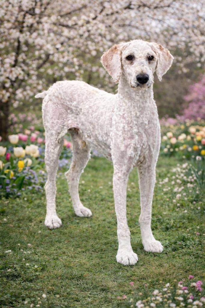 Q Tip, Adoptable, Young Male Poodle.