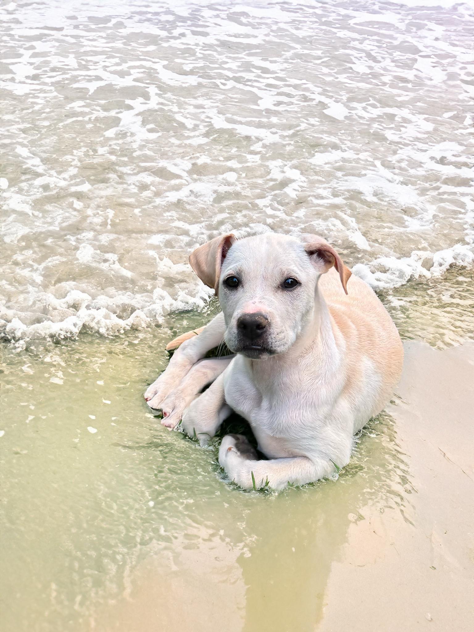 Enlarge Starfish, a Adoptable Mixed Breed in Jarrettsville, MD image 2/3
