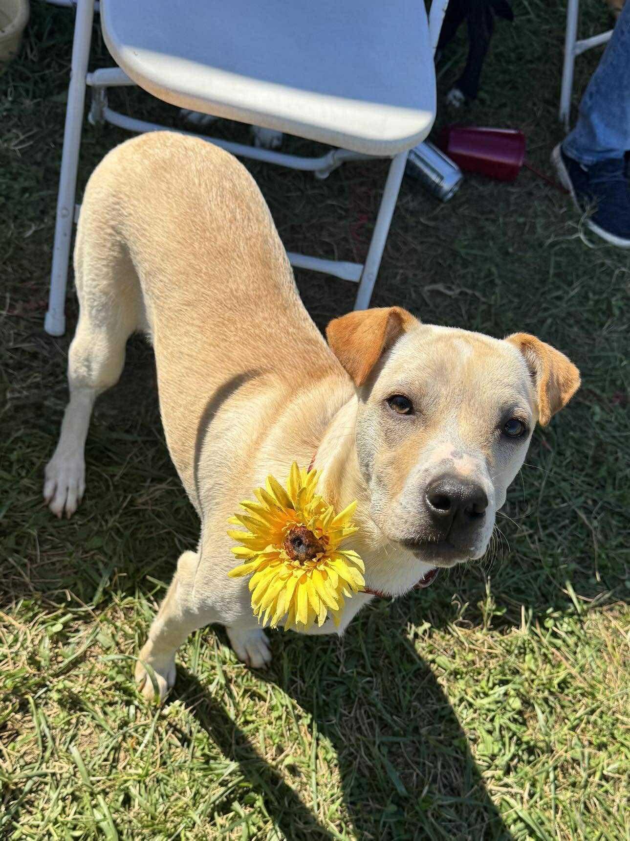 Enlarge Starfish, a Adoptable Mixed Breed in Jarrettsville, MD image 1/3