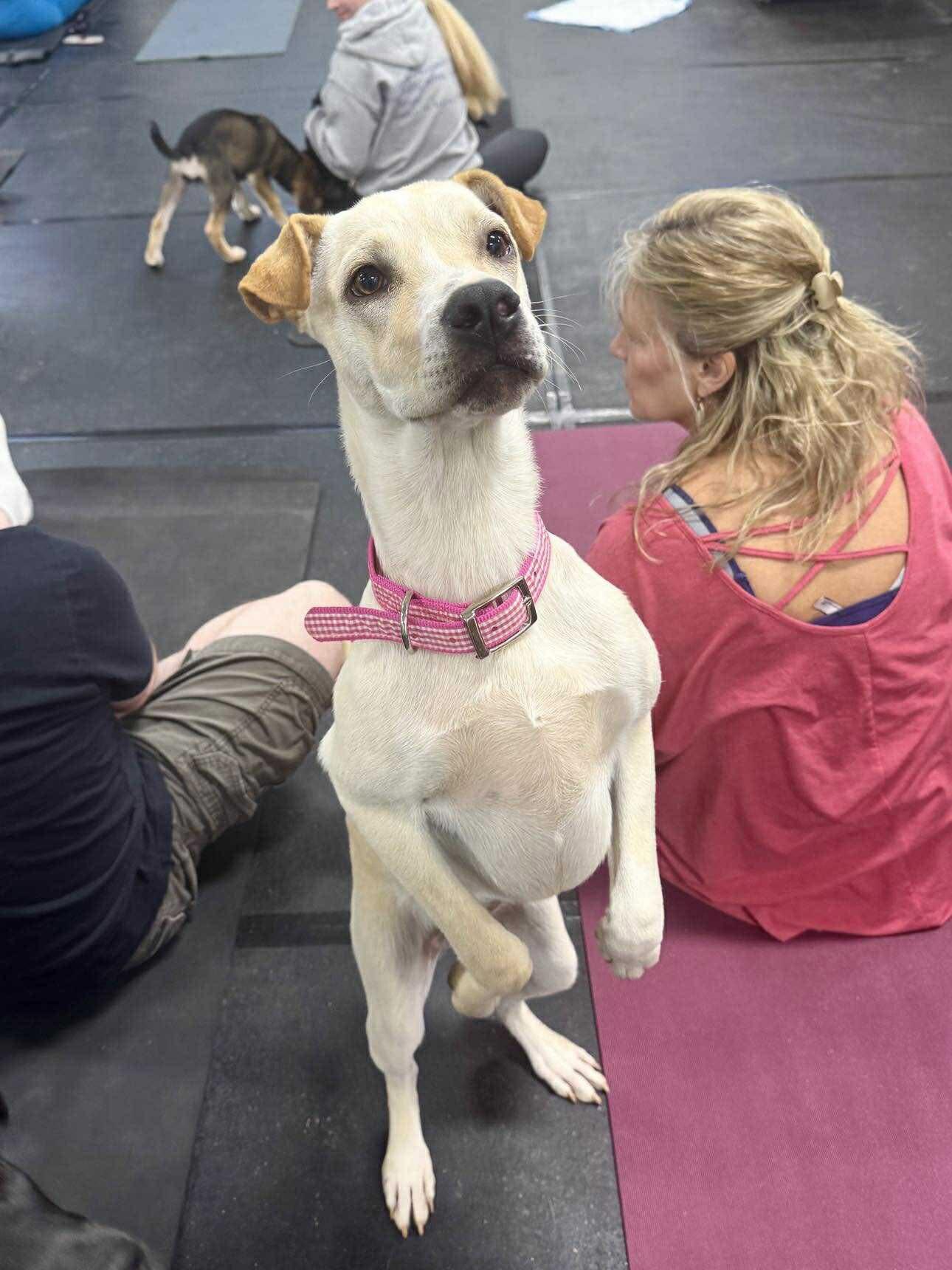 Enlarge Starfish, a Adoptable Mixed Breed in Jarrettsville, MD image 3/3