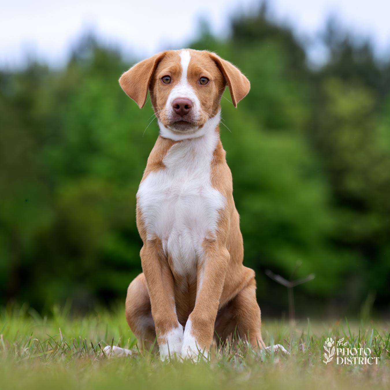 Tucker, Adoptable, Puppy Male Hound & Labrador Retriever.