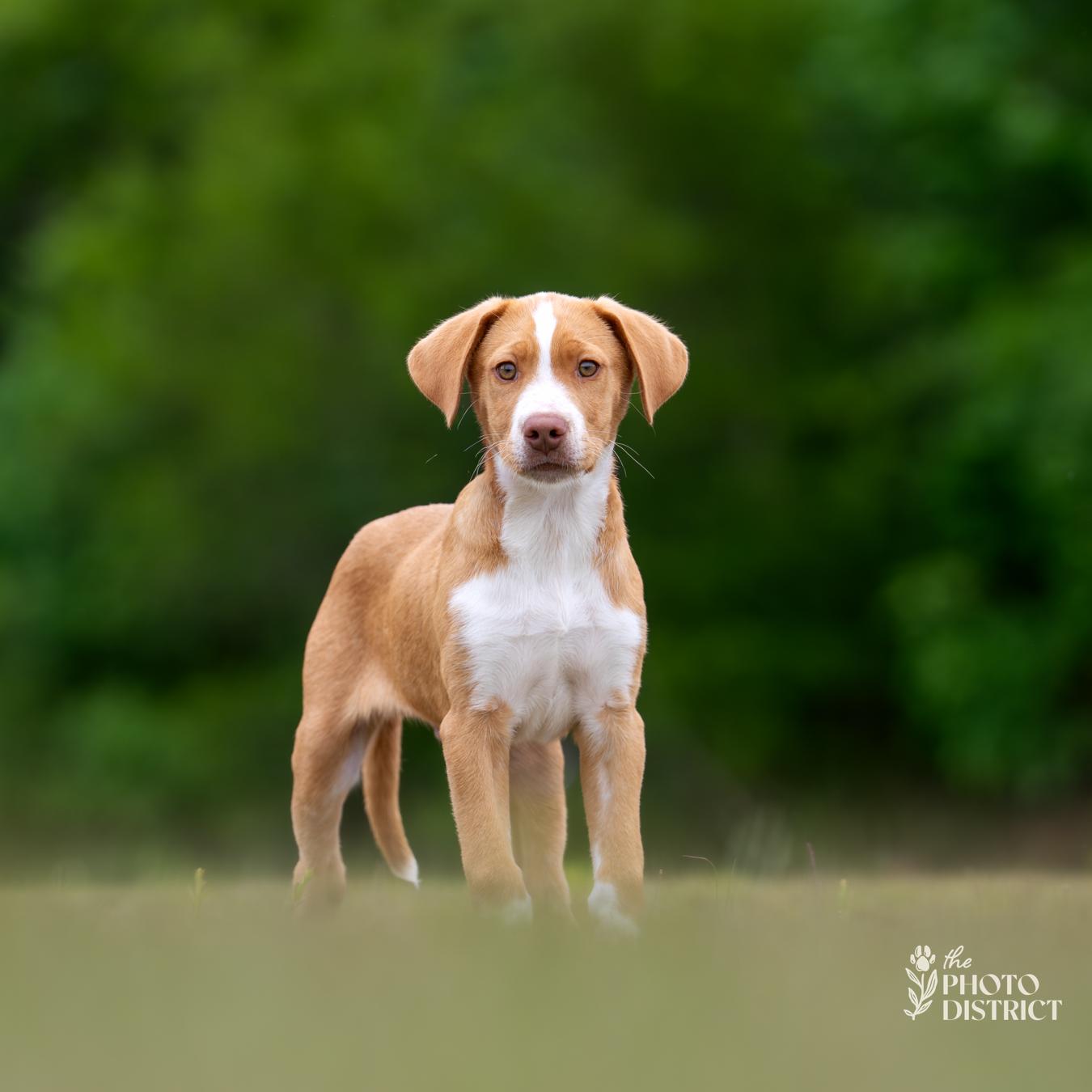 Tucker, a Adoptable mixed breed in Winnabow, NC image 2/3