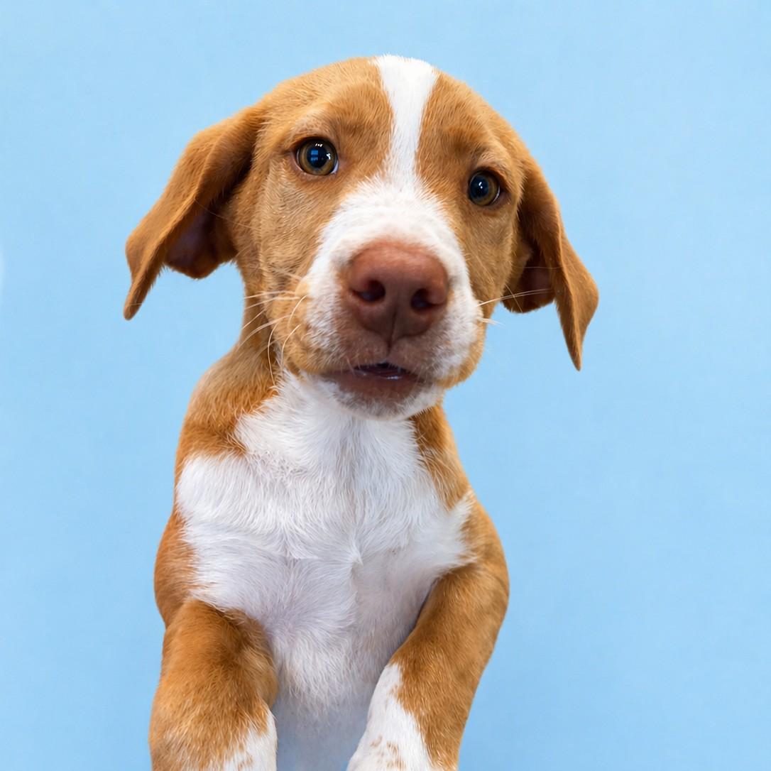 Tucker, a Adoptable mixed breed in Winnabow, NC image 3/3