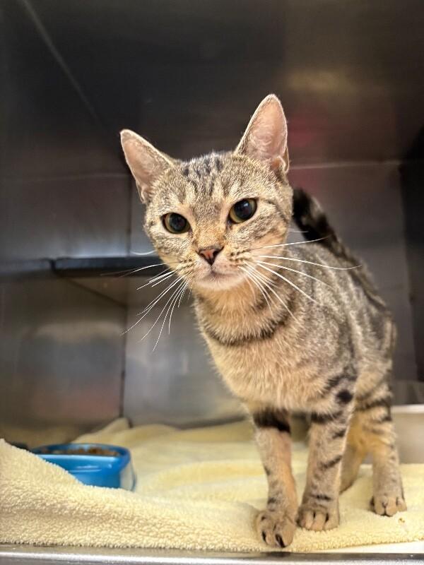 Enlarge Unknown, a Adoptable Domestic Short Hair in Burgaw, NC image 1/1