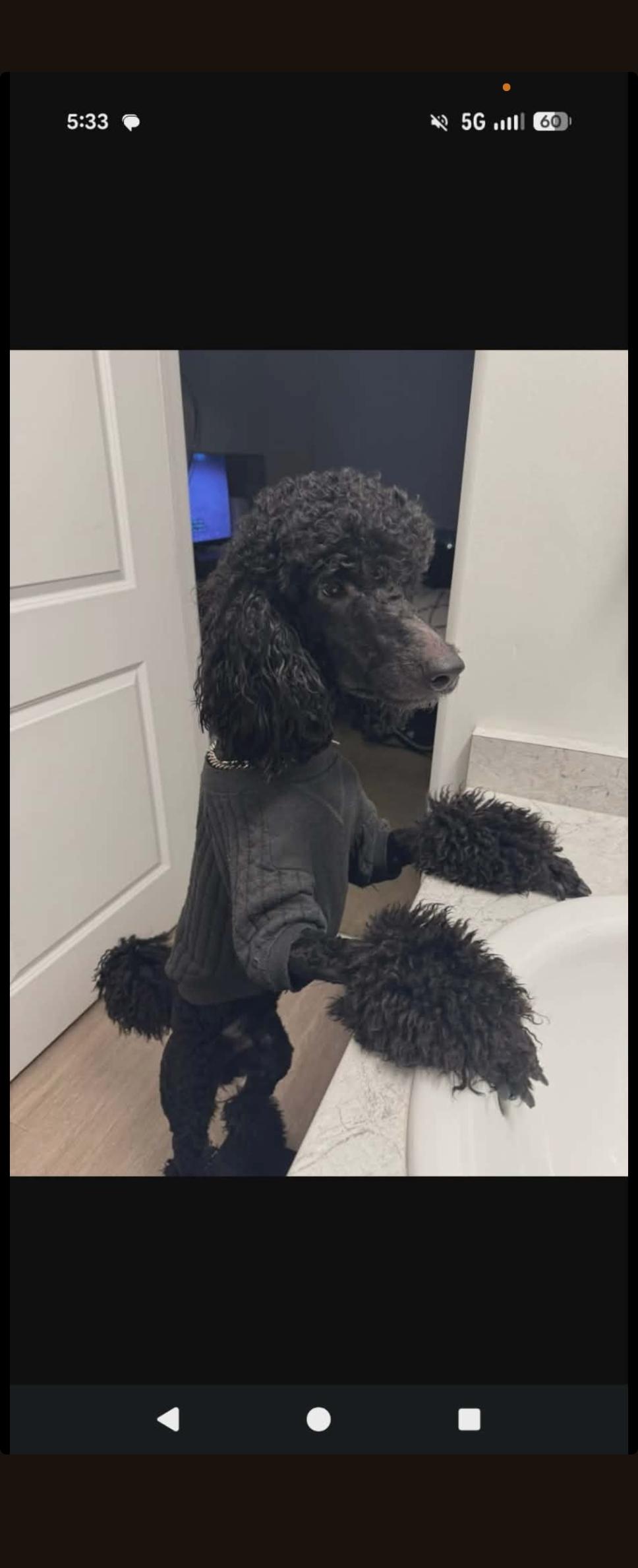 Enlarge Tao, an adopted Standard Poodle in West Valley, UT image 3/4