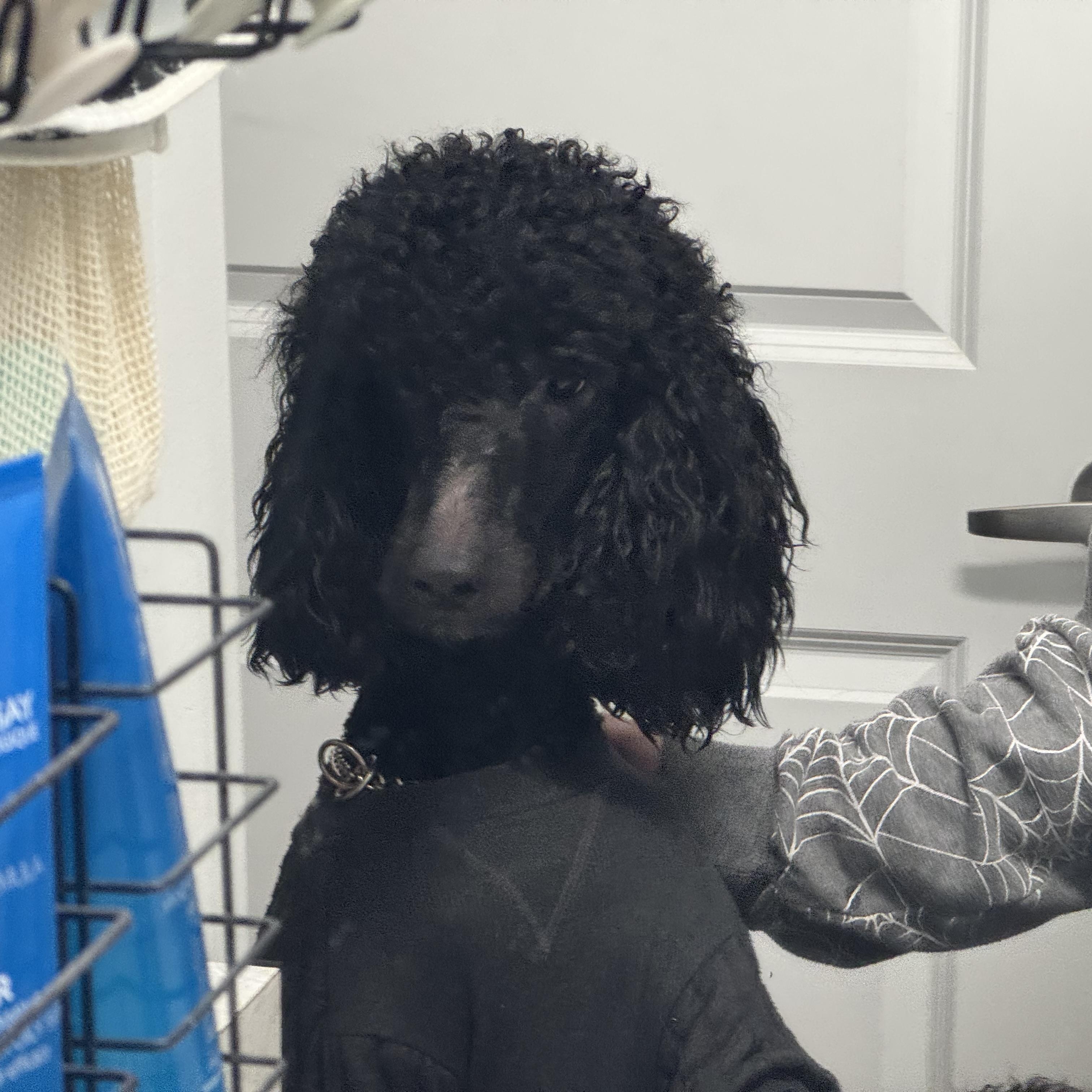 Enlarge Tao, an adopted Standard Poodle in West Valley, UT image 1/4