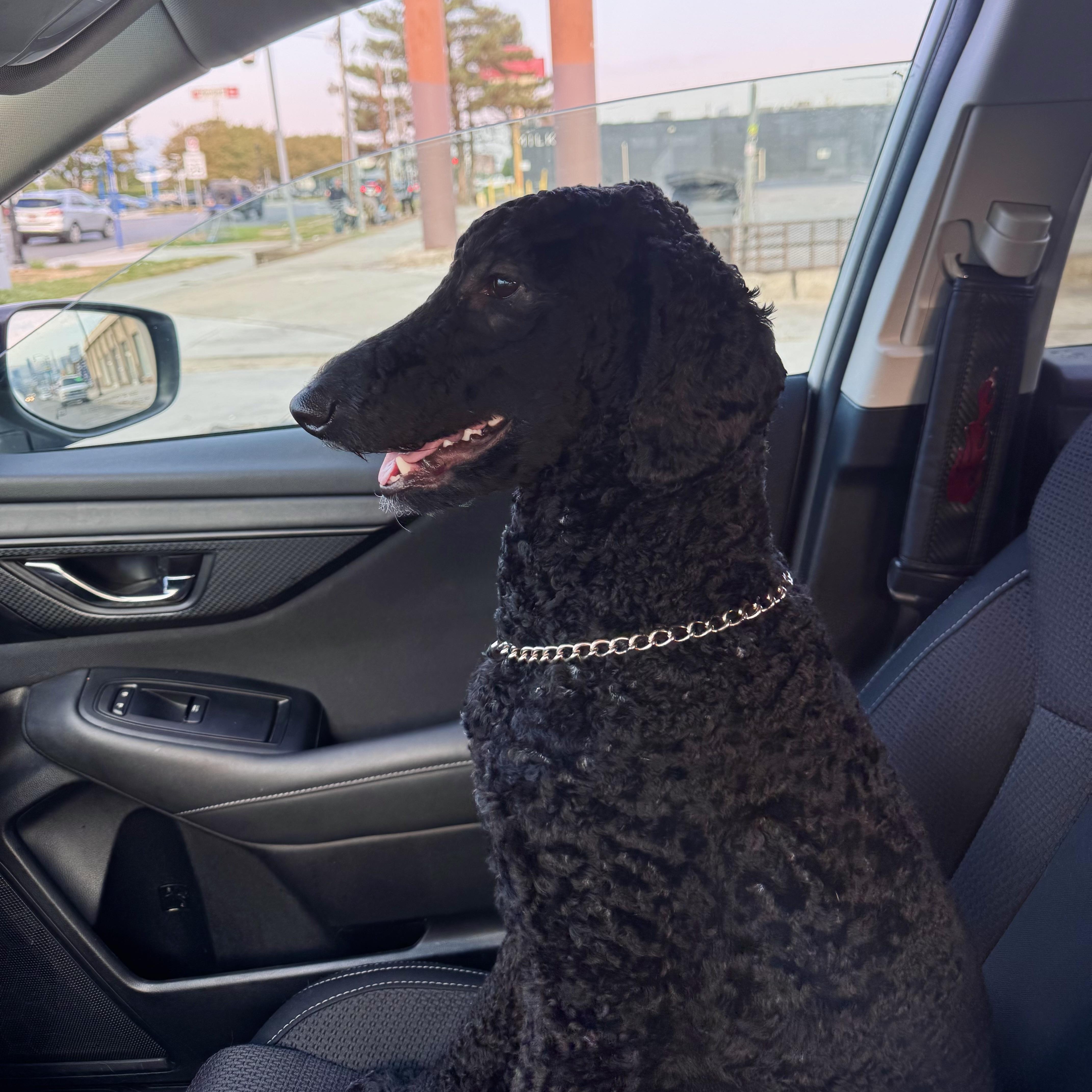 Enlarge Tao, an adopted Standard Poodle in West Valley, UT image 2/4