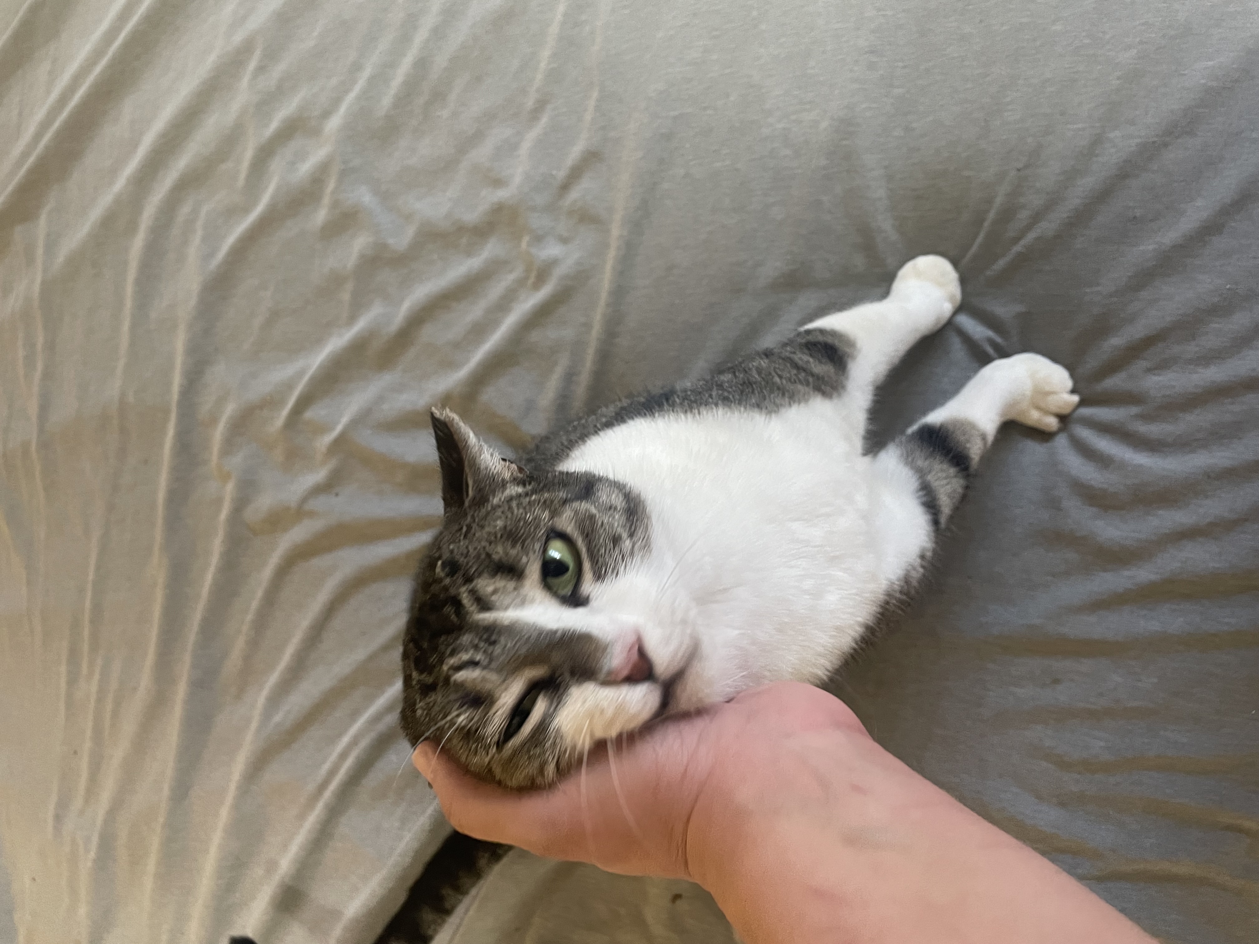 Enlarge Gouda, a Adoptable Domestic Short Hair in Tacoma, WA image 4/5