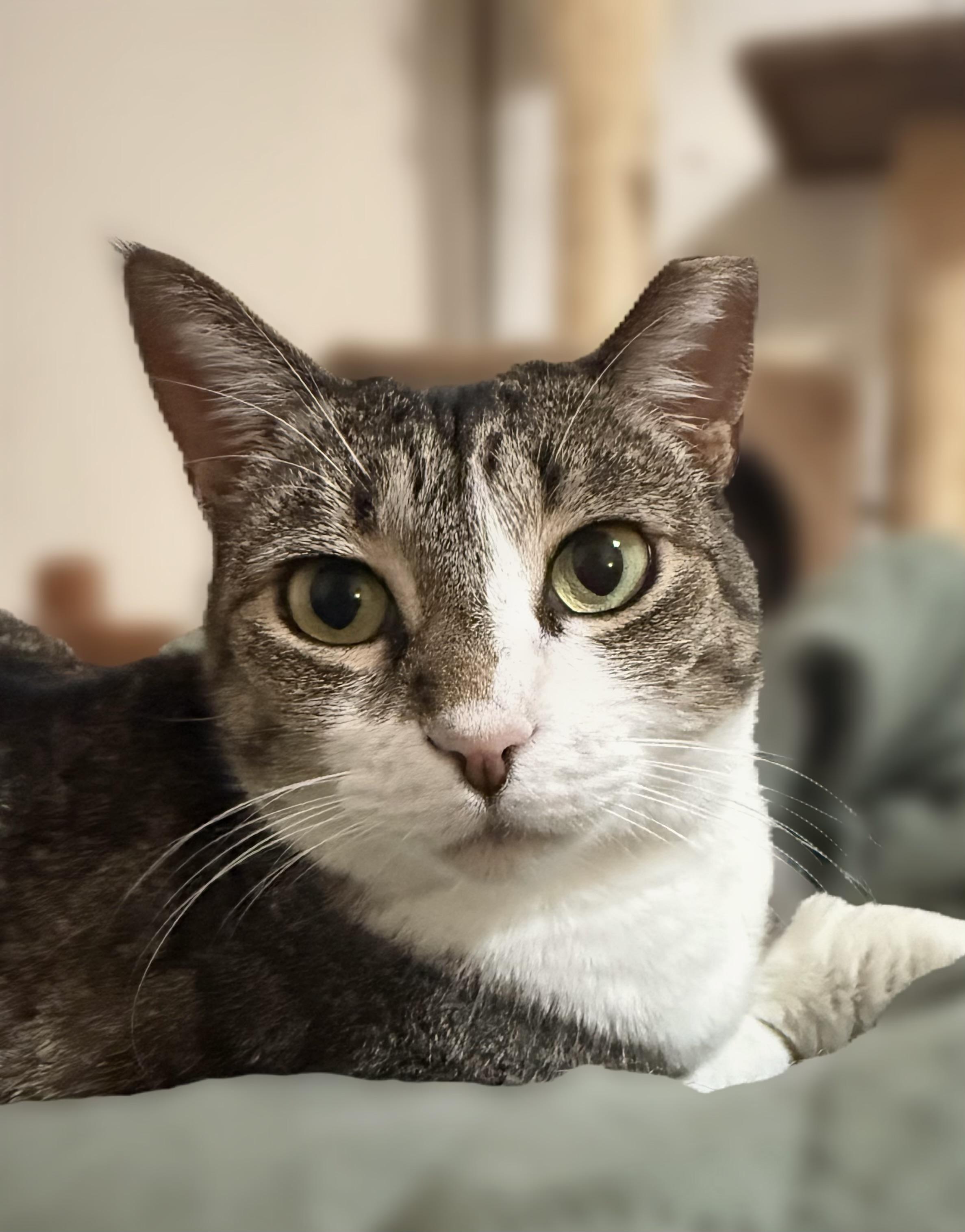 Enlarge Gouda, a Adoptable Domestic Short Hair in Tacoma, WA image 1/5