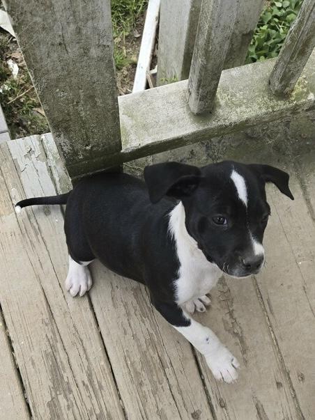 Enlarge Oreo, an adopted mixed breed in Greensboro, GA image 2/2