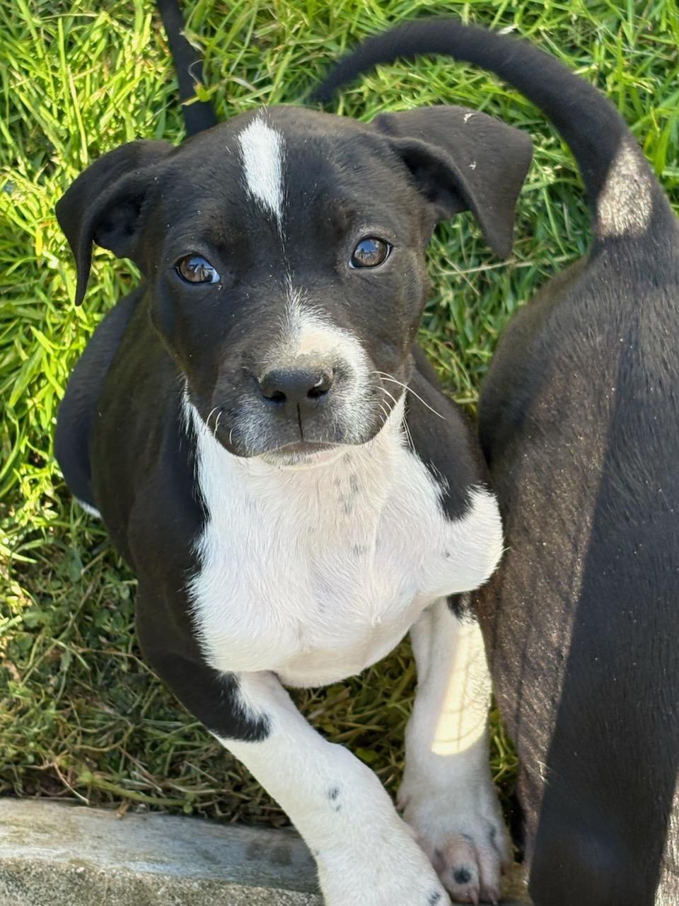 Enlarge Oreo, an adopted mixed breed in Greensboro, GA image 1/2