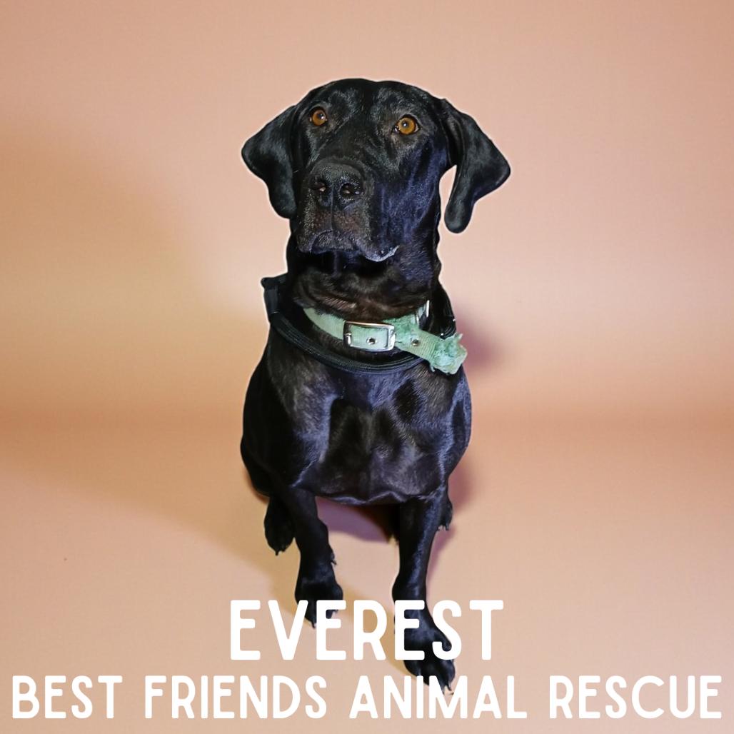 Enlarge Everest, a Adoptable Great Dane in Wasilla, AK image 1/3